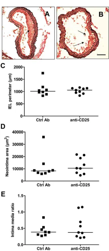 Figure 9. Deletion of regulatory T cell by anti-CD25 does not alter the vascular response to injury
