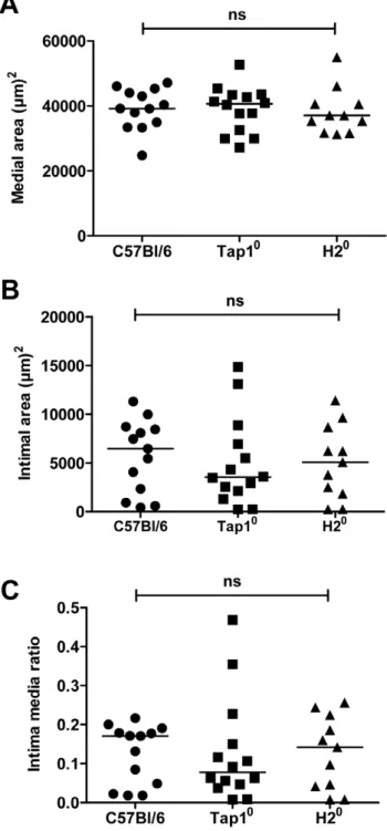 Figure 6. MHCI or MHCII deficiency does not alter the vascular response to injury. Morphometric measurements of carotid artery sections after vascular injury (day 21) in C57Bl/6 mice, Tap1 0 mice (lacking MHC class I expression) and H2 0 mice (lacking MHC 