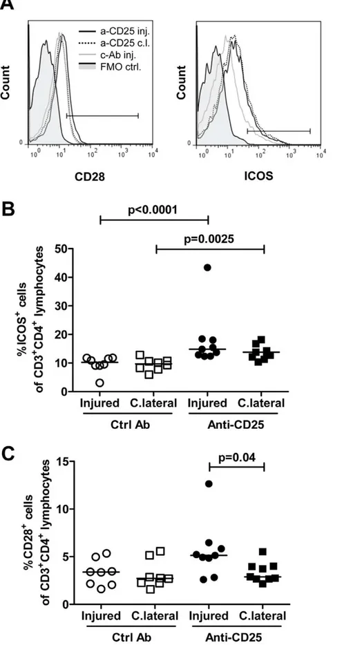 Figure 8. Increased CD28 + and ICOS + T cells in draining lymph nodes after injury of the carotid artery and blockade with anti-CD25.