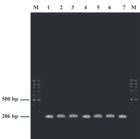 Fig 1: 206bp PCR product of GDF9 gene ampliﬁed using  GD-SS primers