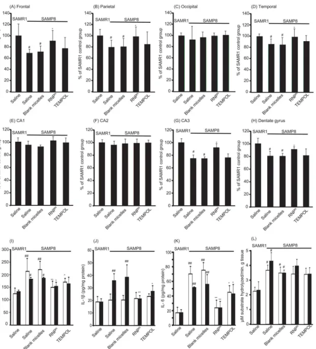 Fig 4. The density of surviving neurons in SAMP8 mice was increased by oral administration of RNP N 