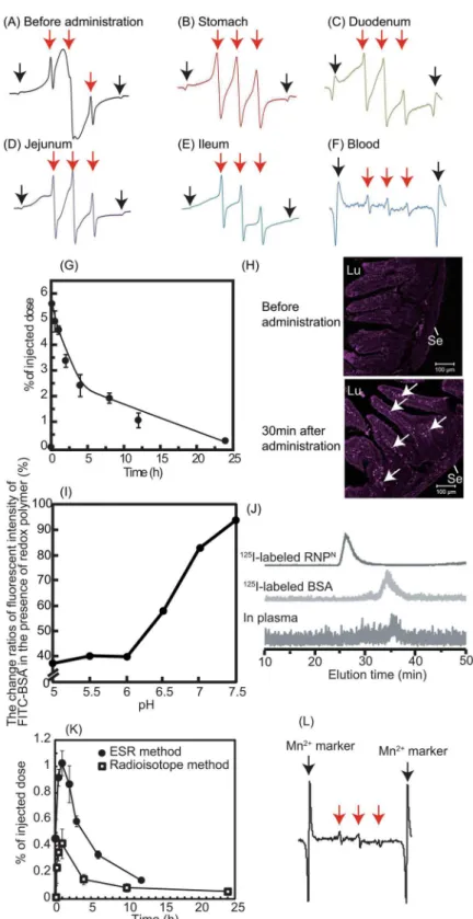 Fig 2. Delivery of redox polymers to the brain after oral administration of RNP N (A) An ESR spectrum of RNP N before its oral administration is shown