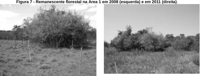 Figura 7 - Remanescente florestal na Área 1 em 2008 (esquerda) e em 2011 (direita).