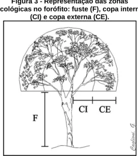 Figura 3 - Representação das zonas  ecológicas no forófito: fuste (F), copa interna 