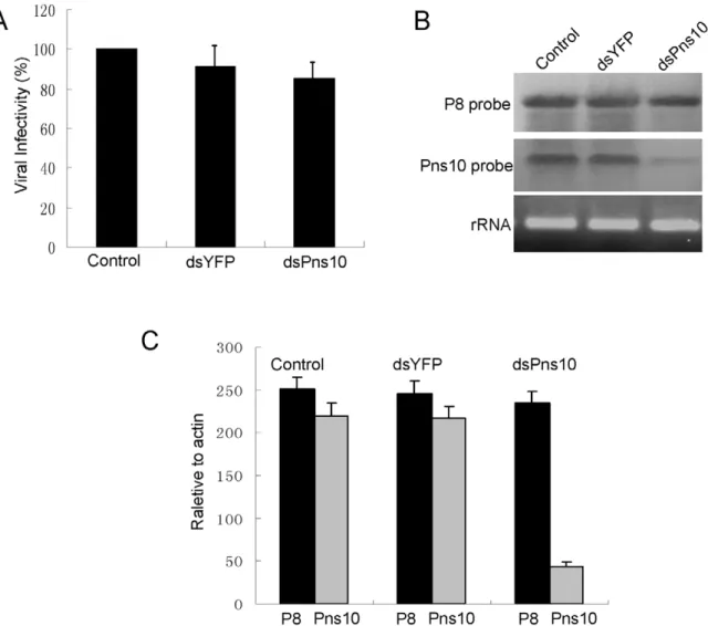 Figure 8. RNAi induced by dsPns10 knockdown the expression of Pns10 without significantly inhibiting virus multiplication in VCMs