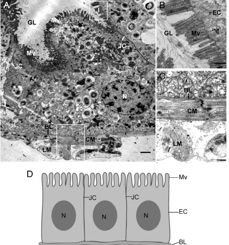 Figure 2. Transmission electron micrographs of the posterior midgut of leafhopper vector N