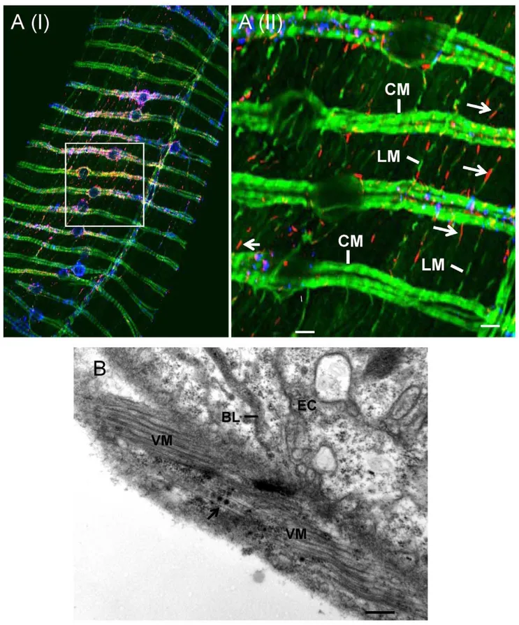 Figure 6. Pns10 tubules localized along actin-based muscle fibers that surround the anterior midgut in viruliferous leafhopper