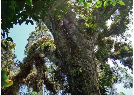 Figura 5 - Exemplar de pau-óleo - Copaifera trapezifolia Hayne, presente na UA 8003,  localizada no Parque Municipal da Lagoa do Peri, Florianópolis, SC