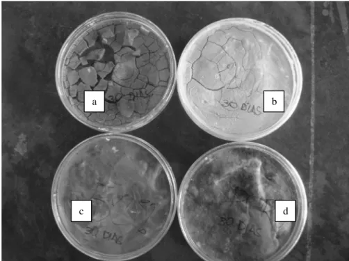 Figura 5 - Placas de Petry – trinta dias de desinfecção, (a) amostra controle, (b) amostra com 30% de  cal, (c) amostra com 50% de cal e (d) amostra com 100% de cal 