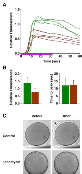Figure 6. Ionomycin-exposed eggs with cortical granule disruption still respond to InsP 3 with an intracellular Ca 2+