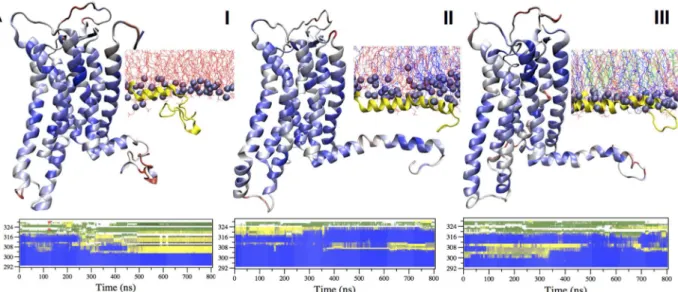 Fig 1. Membrane-sensitive folding of H8. A) The cartoon representations of receptor’s backbone of systems I – III are shown in blue to red according to residues ’ increased flexibility, as emerging from the so-called PAD index values [32]; the inserted pan