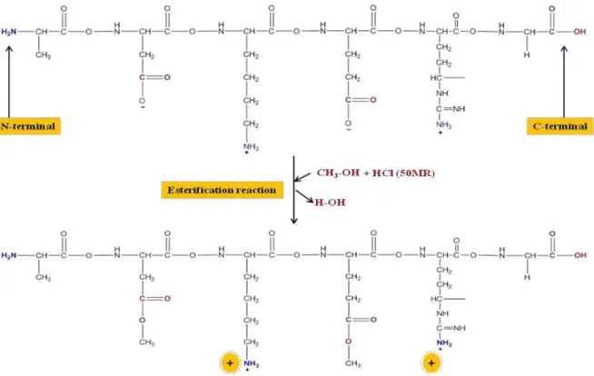 Figure 1: Esterification of legume protein by methanol 