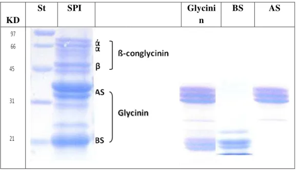 Figure 2. SDS-PAGE Electrophoretic patterns of soybean protein isolate (SPI),  and its  fractions; glycinin, basic and acidic subunits (BS and AS)
