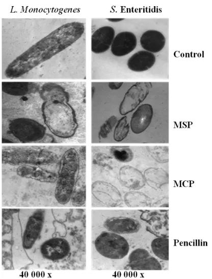 Figure  5.  Transmission  Electron  Microscopy  (TEM)  of  L.  monocytogenes  Scott  A  and  S