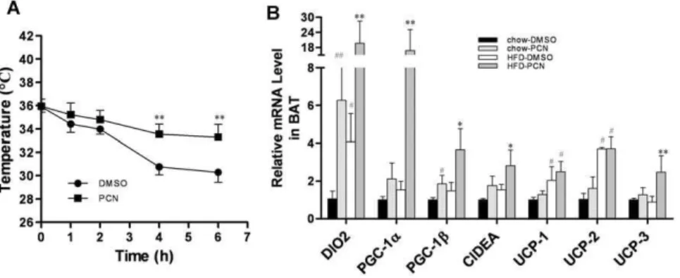 Figure 8. Effect of PCN treatment on energy expenditure of brown adipose tissue. Six-week-old male AKR/J mice were fed with high-fat diet for two weeks with three injections per week of PCN (50 mg/kg) or DMSO (control)
