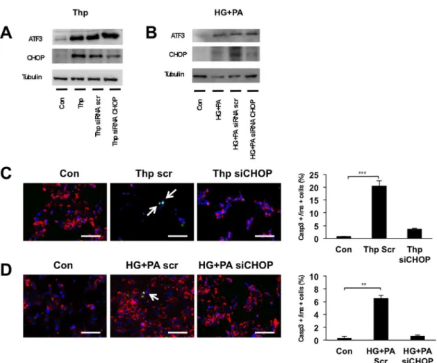 Figure 3. Knockdown of CHOP protects hIAPP-INS1E cells from induced apoptosis. hIAPP-INS1E cells were transfected with 20 mM of siRNA CHOP or siRNA scramble (siRNA scr) as a control