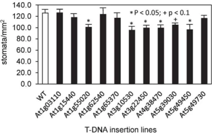 Figure 8. Stomatal density measurements on T-DNA insertion lines that showed impaired stomatal function