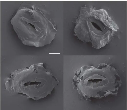 Figure 1. Images of guard cell pairs. Scanning electron microscope images of guard-cell pairs isolated by dissection from freeze-dried leaf tissue.