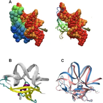 Figure 4. Model of MC1 interaction with the bent 15 bp DNA.