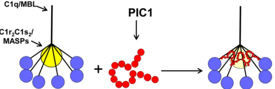 Fig 8. Model of PA inhibition of C1/MBL function. Our data favors a model in which PIC1 derivatives functionally disrupt the C1s-C1r-C1r-C1s/MASP interaction with the CLR of C1q/MBL, respectively