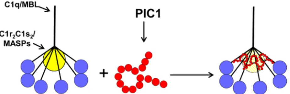 Fig 8. Model of PA inhibition of C1/MBL function. Our data favors a model in which PIC1 derivatives functionally disrupt the C1s-C1r-C1r-C1s/MASP interaction with the CLR of C1q/MBL, respectively