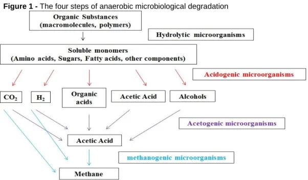 Figure 1 - The four steps of anaerobic microbiological degradation 