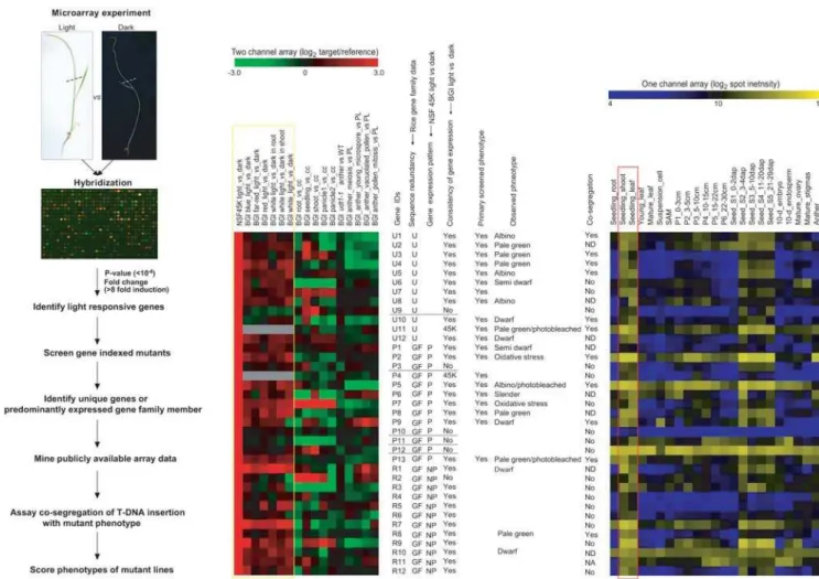 Figure 2. Strategy Used to Refine the List of 37 Candidate Genes Prior to Functional Validation and Summary of Phenotype Analysis