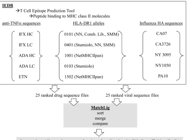 Fig 1. Schematic depiction of strategy used in identifying analogues of MHC class II ligands in HA sequences and anti-TNF α biologics