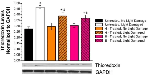 Figure 2. Expression of thioredoxin (TRx) in the neural retina. Top: Comparison of expression of TRx normalized to levels of GAPDH in rats treated with/without compounds 4 and 8 suggest that treatment with multi-functional compounds reduce induction of TRx