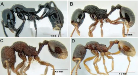 Figure 6. Comparison of several diferent sculpture patterns in Stenamma  A  S. atribellum  (CASENT0622351) B S