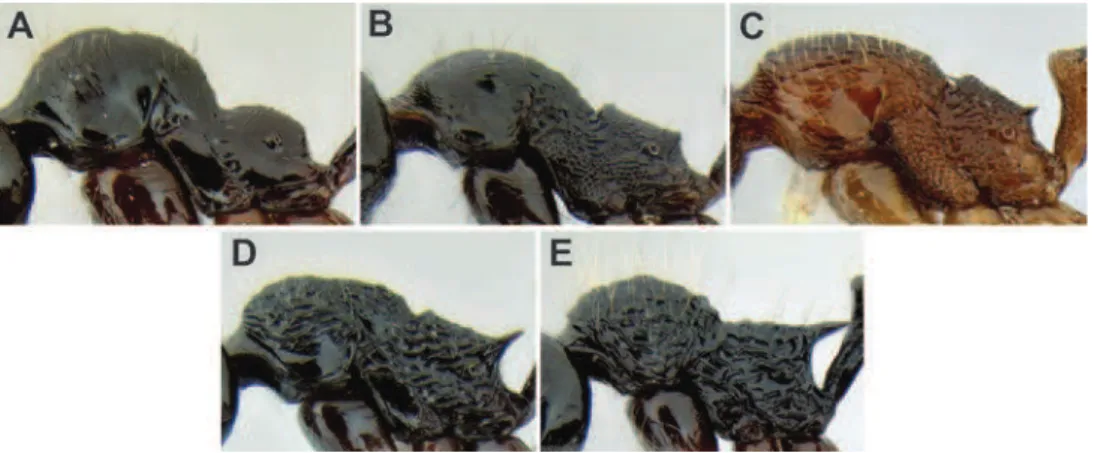 Figure 9. Comparison of promesonotum and propodeal spines in several Stenamma species A  S