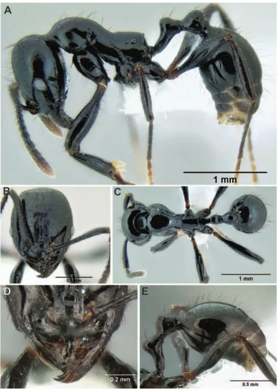 Figure 52. Stenamma atribellum holotype worker (CASENT0622351) A  Proile  B  Face  C  Dorsum  D Anterior clypeal margin in anterodorsal view e Gaster.