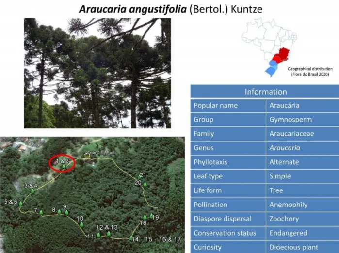 Figure 2. An example of tree species used in the trail with some information about it.