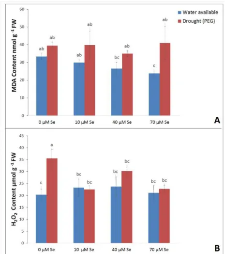 Figure 2. (A) Lipid peroxidation measured as MDA content (nmol g -1 FW) and (B) hydrogen peroxide content (µ mol g -1 FW) in 7 days seedlings.