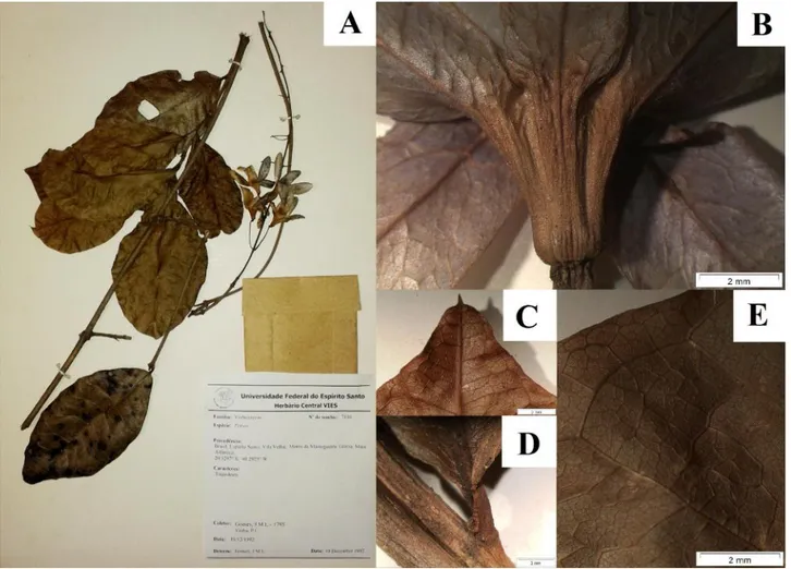 Figure 3. Petrea volubilis. A. Habit. B. Detail of the calyx. C. Apical region of the leaf