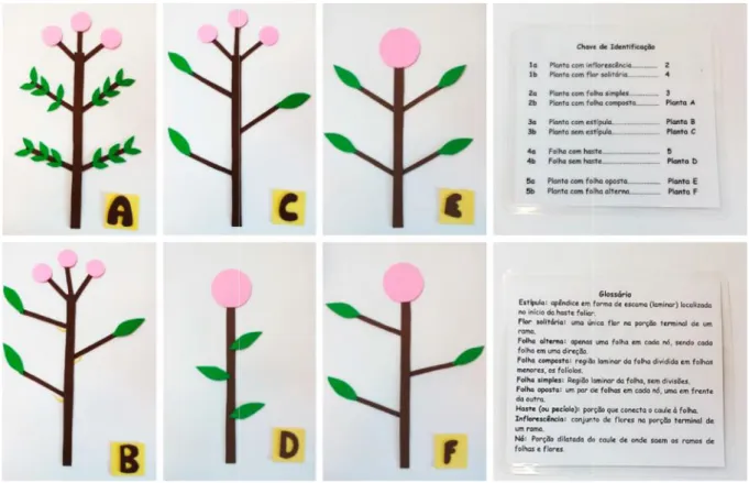 Figure 1. Model plants of didactic game &#34;Identifique-me!&#34;, presenting here its corresponding letters (Plant  A  to  Plant  F)