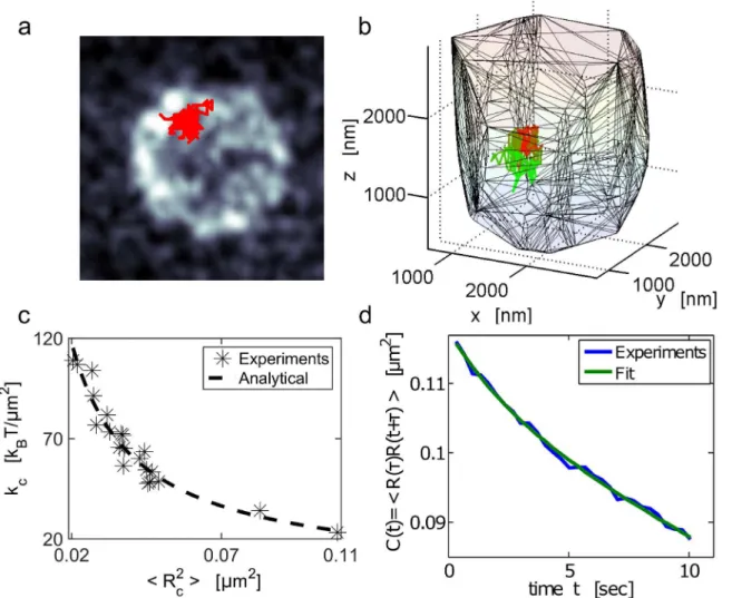 Fig 4. Single locus dynamics and mean applied force on the Yeast chromatin. (a) Trajectory of the chromatin MAT-locus located on chromosome III in the yeast SS