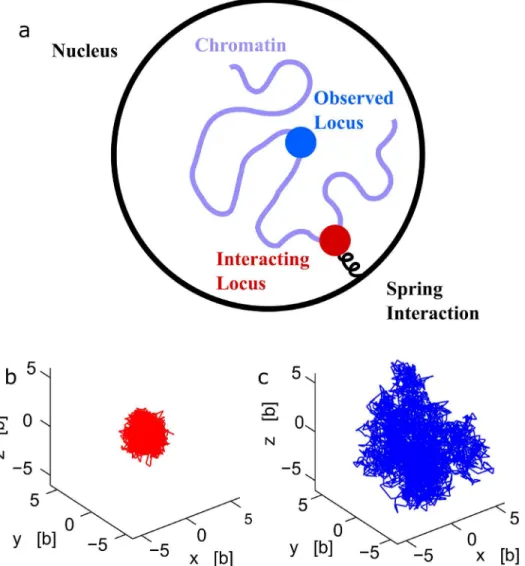 Fig 1. A polymer interacting with multiple potential wells. (a) Schematic representation of a polymer, where some monomers (red) interact with fixed harmonic potential wells, while monomer c (blue) is observed.