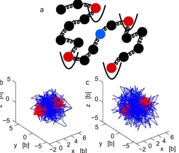 Fig 2. Dynamics of interacting versus observed locus. (a) Schematic representation of the nucleus, where one locus is observed and followed with a florescent label while another (non-visible) chromatin locus is interacting with another nuclear element