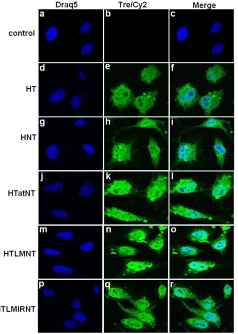 Figure 2. Subcellular localization of cell permeable Tre in transduced HeLa cells. Cellular uptake and localization of the indicated recombinant fusion proteins were studied by confocal laser scanning microscopy in HeLa cells