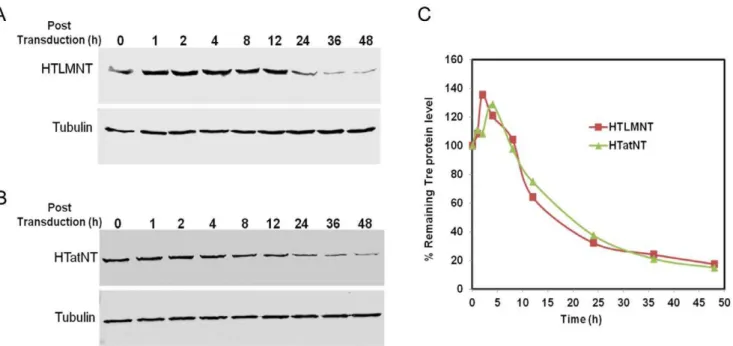 Figure 5. Interaction of CPTR with LoxLTR sites in living cells. (A) Schematic representation of human genomic DNA containing HIV-1 provirus with flanking LTR