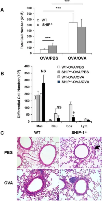 Figure 1. Allergic inflammatory response in the airways. WT and SHIP-1 2/2 mice were sensitized with OVA allergen and challenged with PBS (OVA/PBS) or OVA (OVA/OVA) as described in Methods