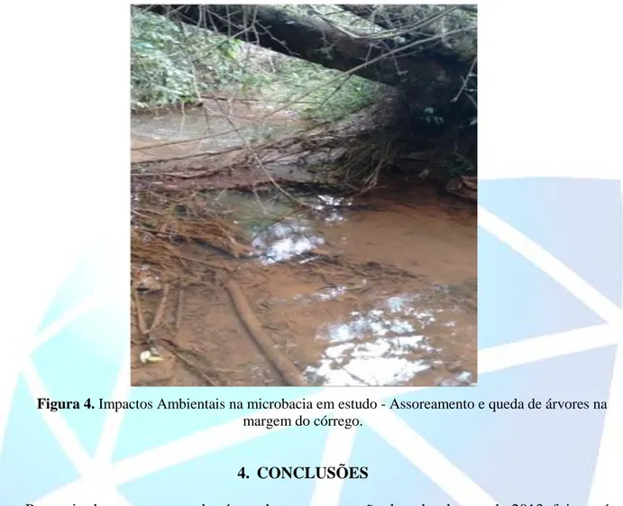 Figura 4. Impactos Ambientais na microbacia em estudo - Assoreamento e queda de árvores na margem do córrego.