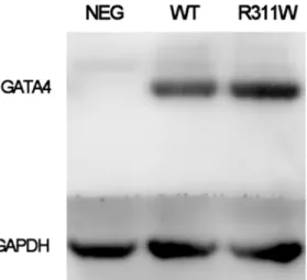 Fig 5. Expression levels of GATA4 wide-type and p.R311W mutant protein in Hela cells. Western blot exhibits equal amount of GATA4 p.R311W protein as compared to the wild-type