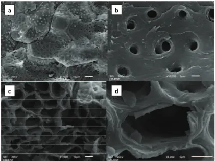 Figure 1. SEM Micrographs of apricot stones: 1000× (a) and 10,000× magnification (b), and corn cob: 1000× (c) and 5000× magnification (d).