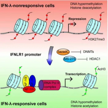 Figure 8. Molecular mechanism of differential IFNLR1 expres- expres-sion. Epigenetic silencing is the major mechanism that restricts IFNLR1 expression in IFN-l nonresponsive cell types