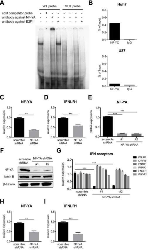 Figure 3. NF-Y binds to the IFNLR1 promoter sequence and positively regulates IFN- l receptor expression