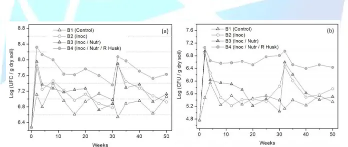 Figure 1b shows that fungus initial count was 5.7 x 10 4 CFU g -1 dry soil of the biopiles and an increase occurred in biopile B1 until 4-week, when 8.5 x 10 5 CFU g -1 dry soil was observed