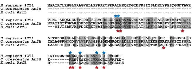 Fig 1. ICT1 and ArfB share conserved residues that are required for release activity. Clustal Omega alignment of human ICT1 and ArfB proteins from E.