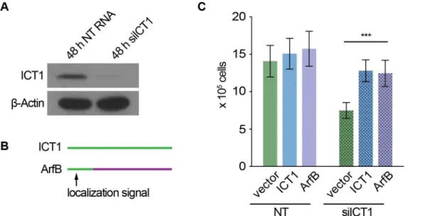 Fig 5. c . crescentus ArfB rescues human cells from ICT1 silencing. Viability of HEK293 cells expressing ICT1 or ArfB was determined after silencing endogenous ICT1